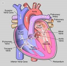 Valvular heart image