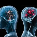 Gender Brain Differences - new panrum - imagev1
